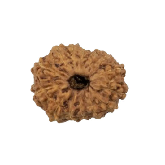 Original 14 Mukhi Rudraksha Java – Devmani Intuition & Divine Protection Bead (Without Cap / Golden Cap / White Cap)