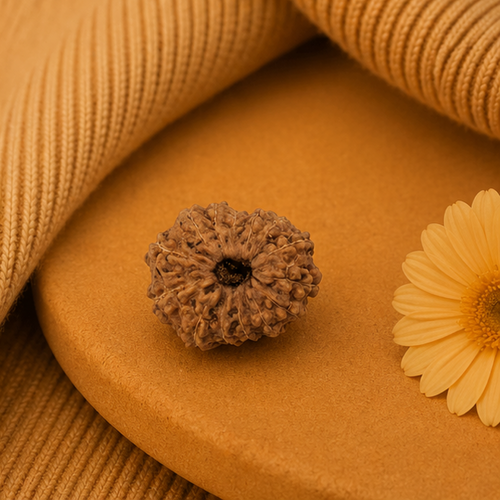 Original 14 Mukhi Rudraksha Java – Devmani Intuition & Divine Protection Bead (Without Cap / Golden Cap / White Cap)