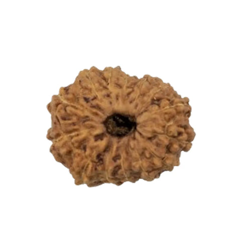Original 14 Mukhi Rudraksha Java – Devmani Intuition & Divine Protection Bead (Without Cap / Golden Cap / White Cap)