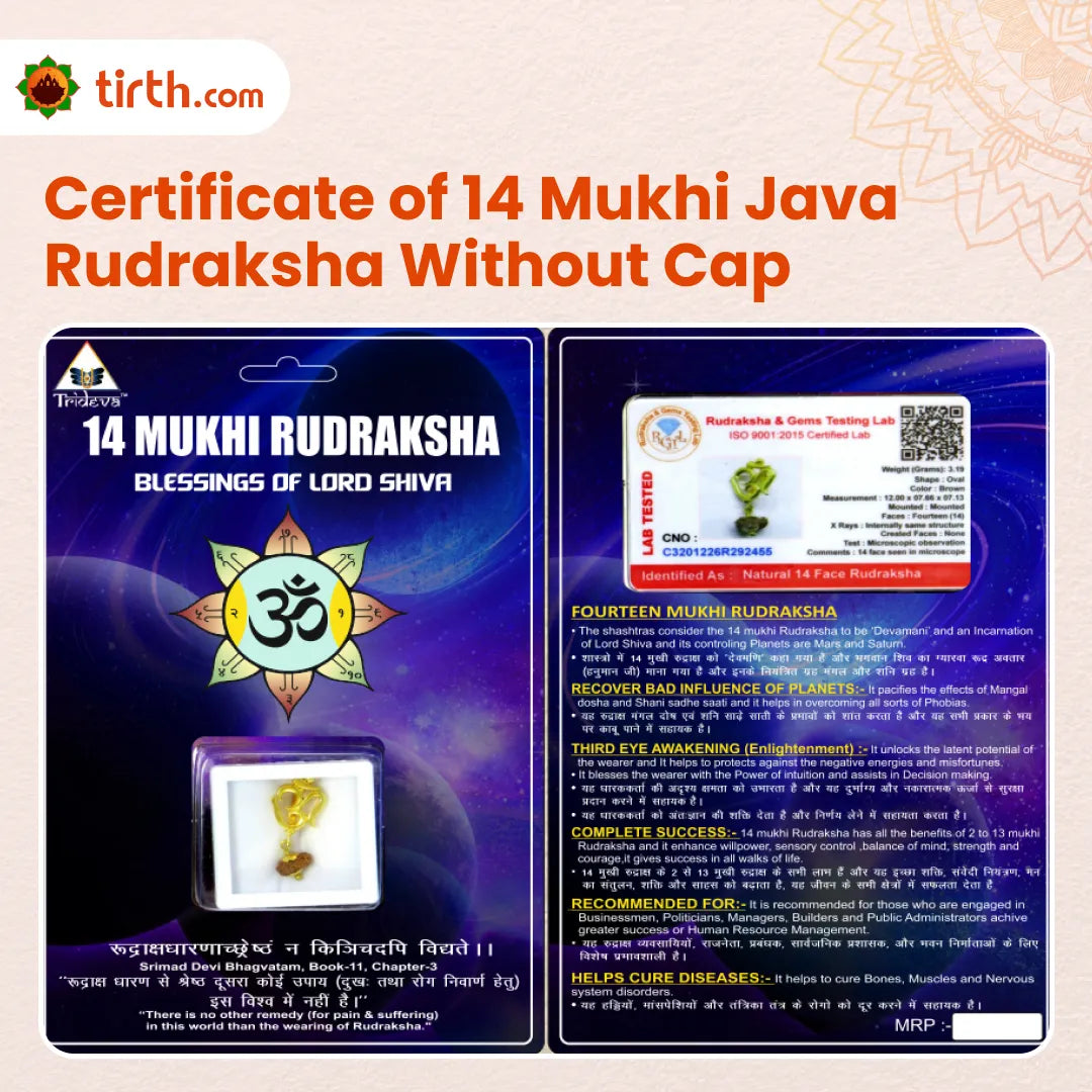 Original 14 Mukhi Rudraksha Java – Devmani Intuition & Divine Protection Bead (Without Cap / Golden Cap / White Cap)