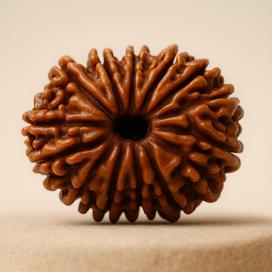 Tirth 14 Mukhi Rudraksha – Lord Shiva’s Rare Divine Rudraksha for Clarity & Intuition
