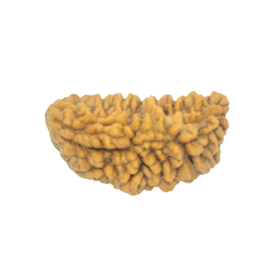Original 1 Mukhi Kaju Dana South Indian Rudraksha – Supreme Shiva Bead (Without Cap / Golden Cap / White Cap)