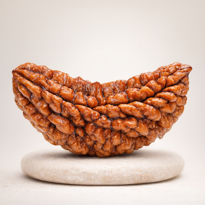 Tirth 1 Mukhi Rudraksha – Divine Ek Mukhi Power Bead for Spiritual Awakening