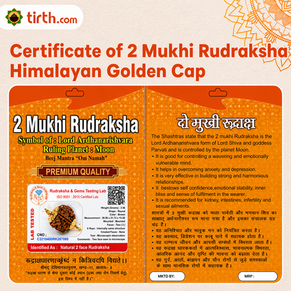 Original 2 Mukhi Rudraksha Himalayan – Divine Harmony Bead (Without Cap / Golden Cap / White Cap)