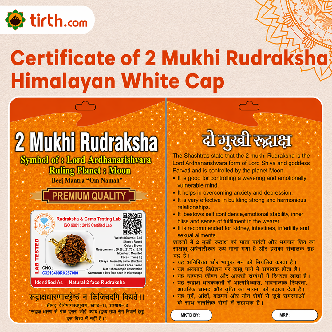 Original 2 Mukhi Rudraksha Himalayan – Divine Harmony Bead (Without Cap / Golden Cap / White Cap)