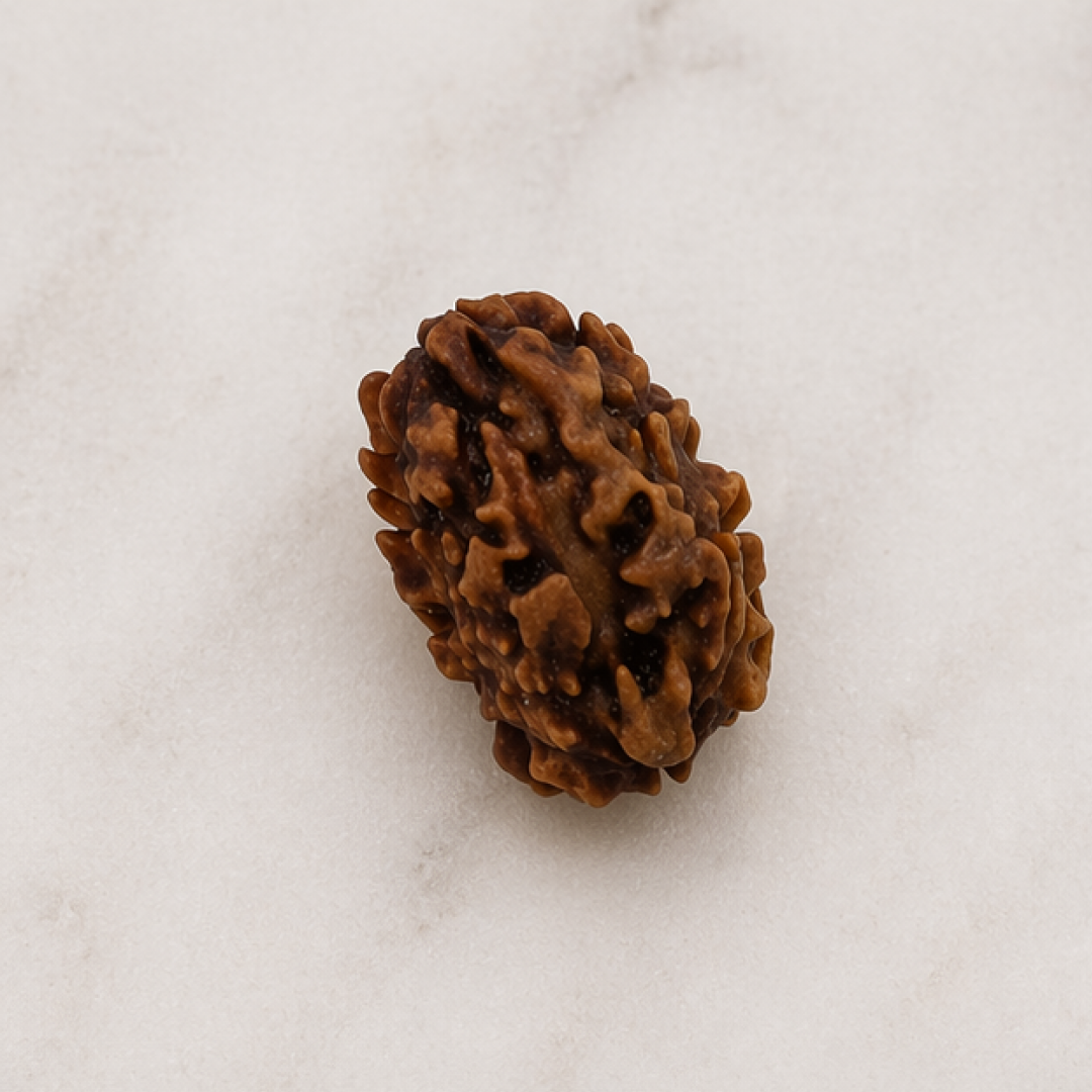 Original 2 Mukhi Rudraksha Himalayan – Divine Harmony Bead (Without Cap / Golden Cap / White Cap)
