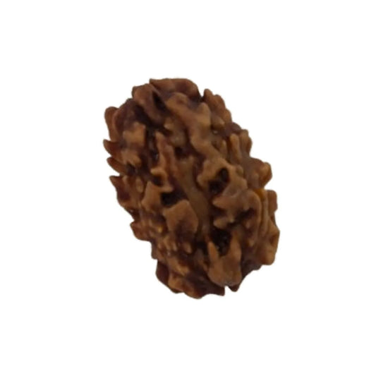 Original 2 Mukhi Rudraksha Himalayan – Divine Harmony Bead (Without Cap / Golden Cap / White Cap)