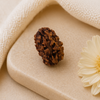 Original 2 Mukhi Rudraksha Himalayan – Divine Harmony Bead (Without Cap / Golden Cap / White Cap)