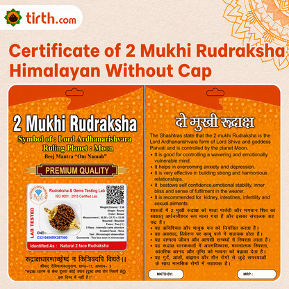Original 2 Mukhi Rudraksha Himalayan – Divine Harmony Bead (Without Cap / Golden Cap / White Cap)