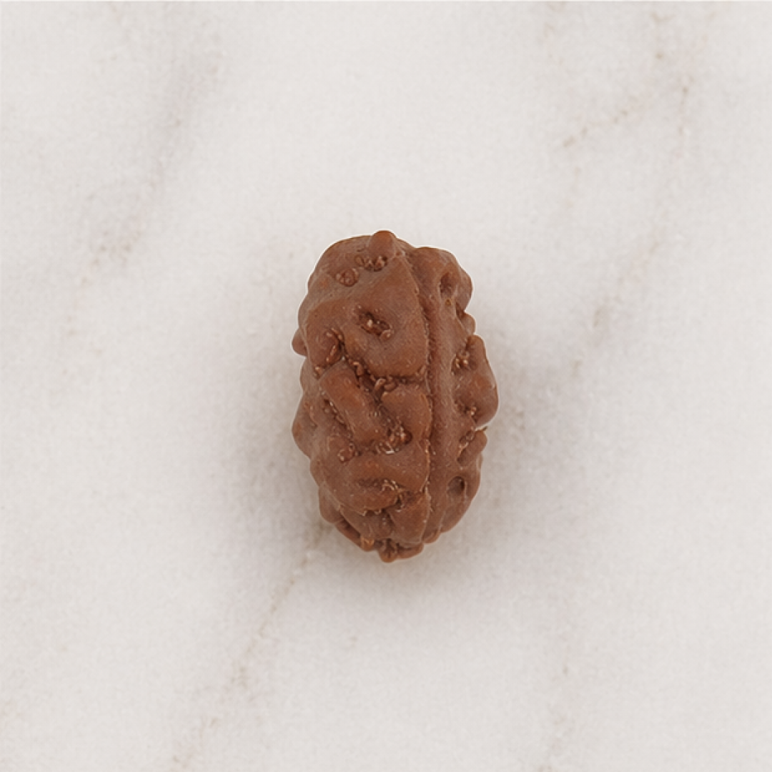 Original 2 Mukhi Rudraksha Java Without Cap – Harmony & Relationship Balance Bead