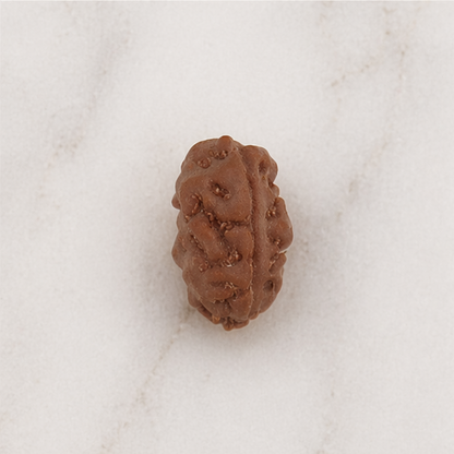 Original 2 Mukhi Rudraksha Java Without Cap – Harmony & Relationship Balance Bead
