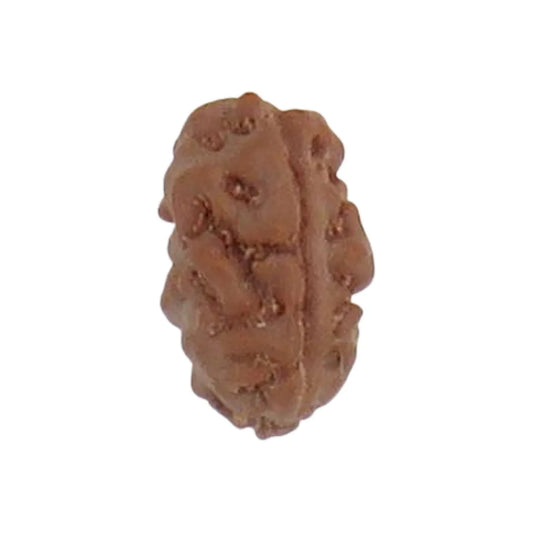 Original 2 Mukhi Rudraksha Java Without Cap – Harmony & Relationship Balance Bead