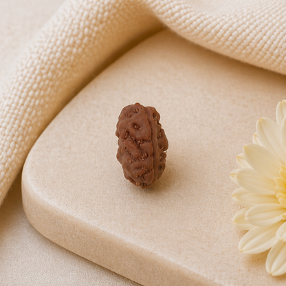 Original 2 Mukhi Rudraksha Java Without Cap – Harmony & Relationship Balance Bead