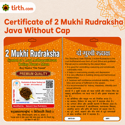 Original 2 Mukhi Rudraksha Java Without Cap – Harmony & Relationship Balance Bead