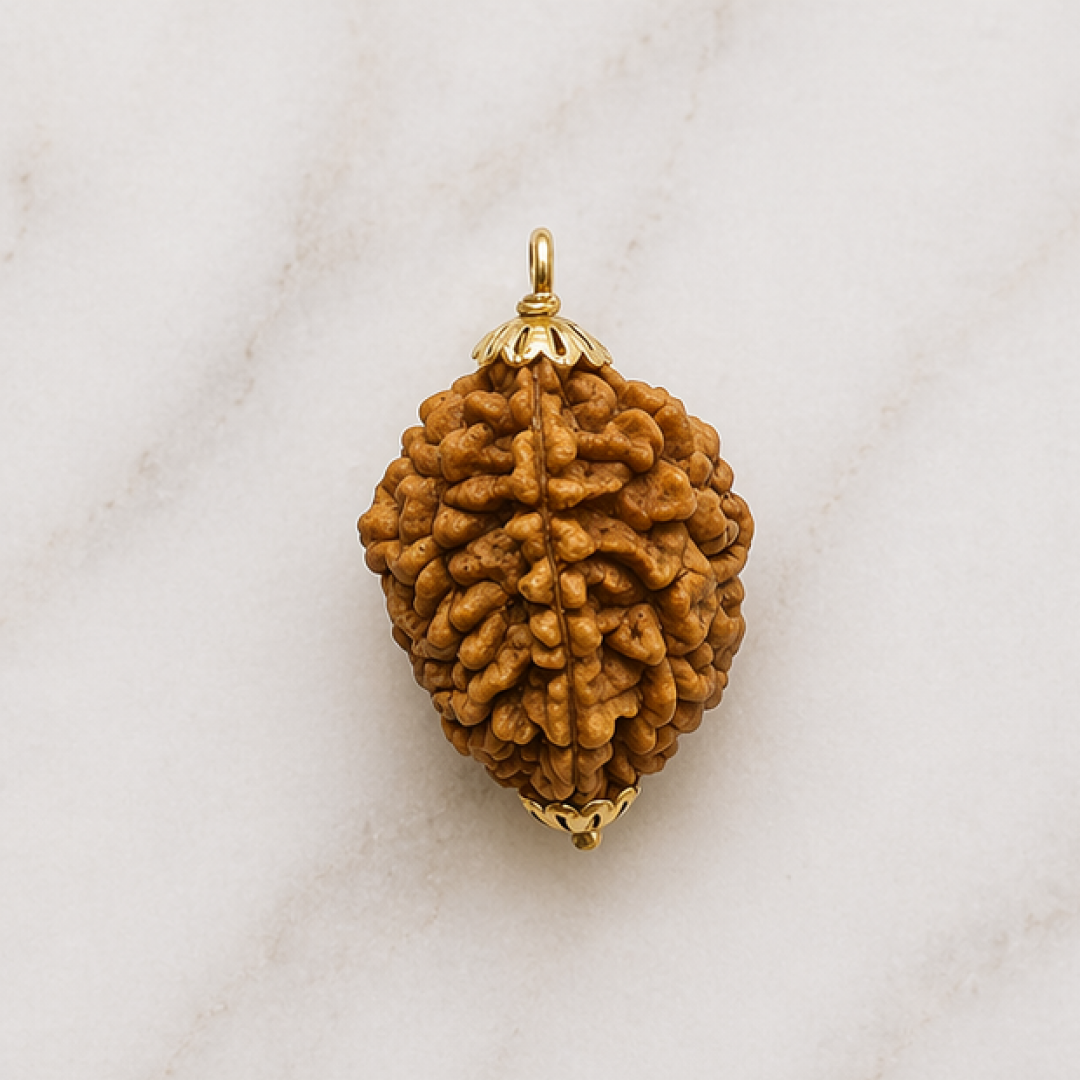 Original 2 Mukhi Rudraksha South Indian – Sacred Harmony Bead (Without Cap / Golden Cap / White Cap)