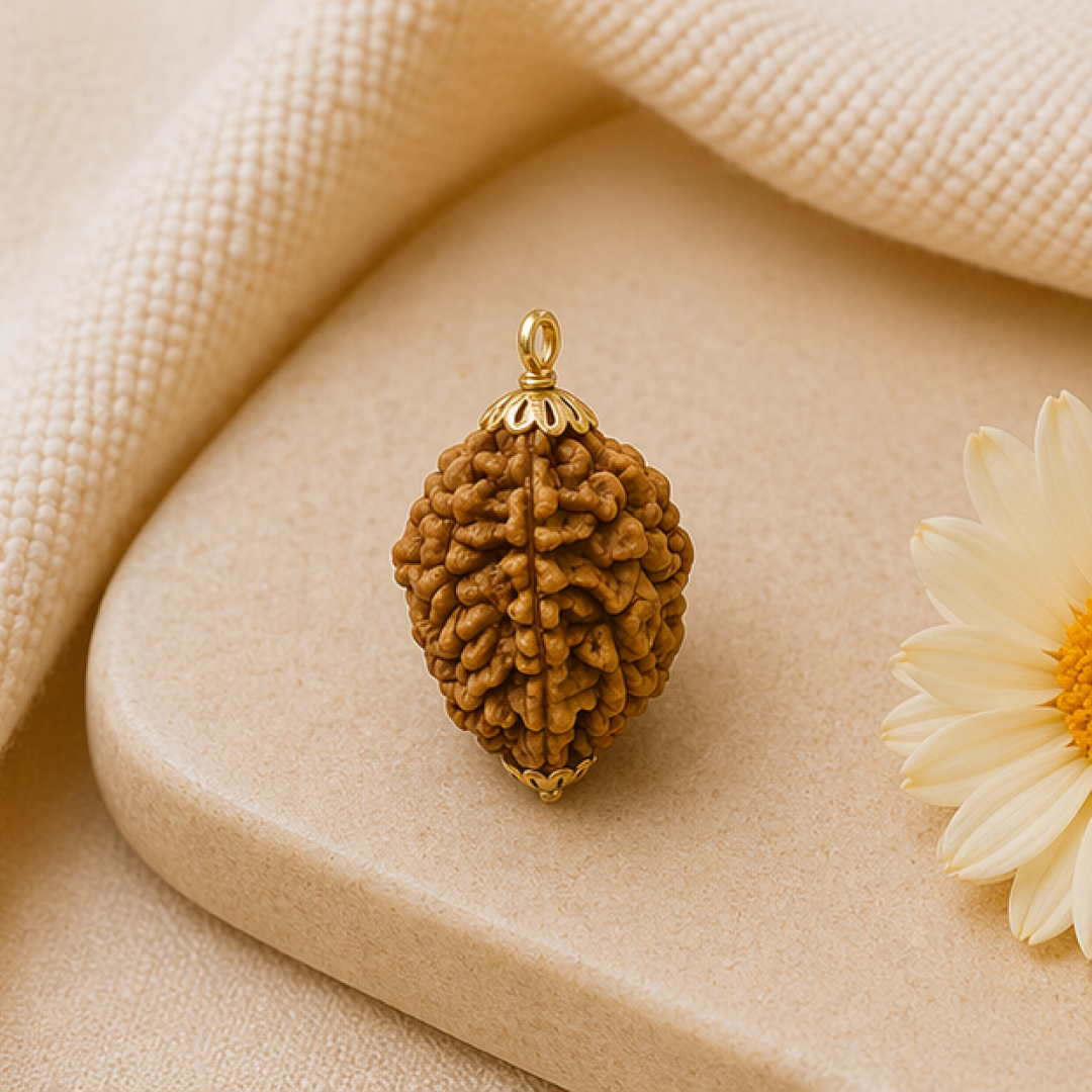 Original 2 Mukhi Rudraksha South Indian – Sacred Harmony Bead (Without Cap / Golden Cap / White Cap)