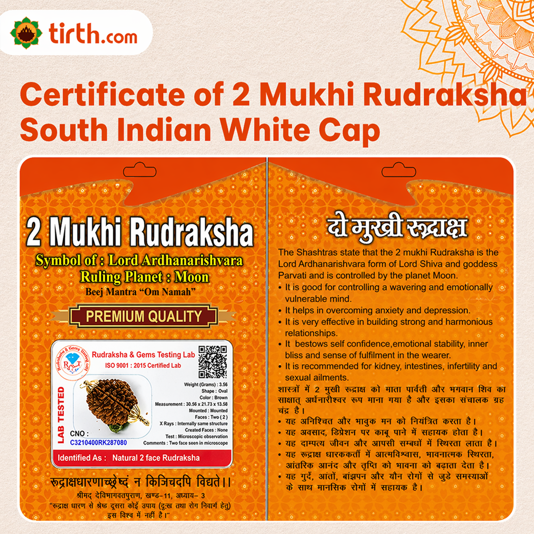 Original 2 Mukhi Rudraksha South Indian – Sacred Harmony Bead (Without Cap / Golden Cap / White Cap)