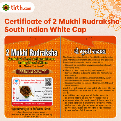 Original 2 Mukhi Rudraksha South Indian – Sacred Harmony Bead (Without Cap / Golden Cap / White Cap)