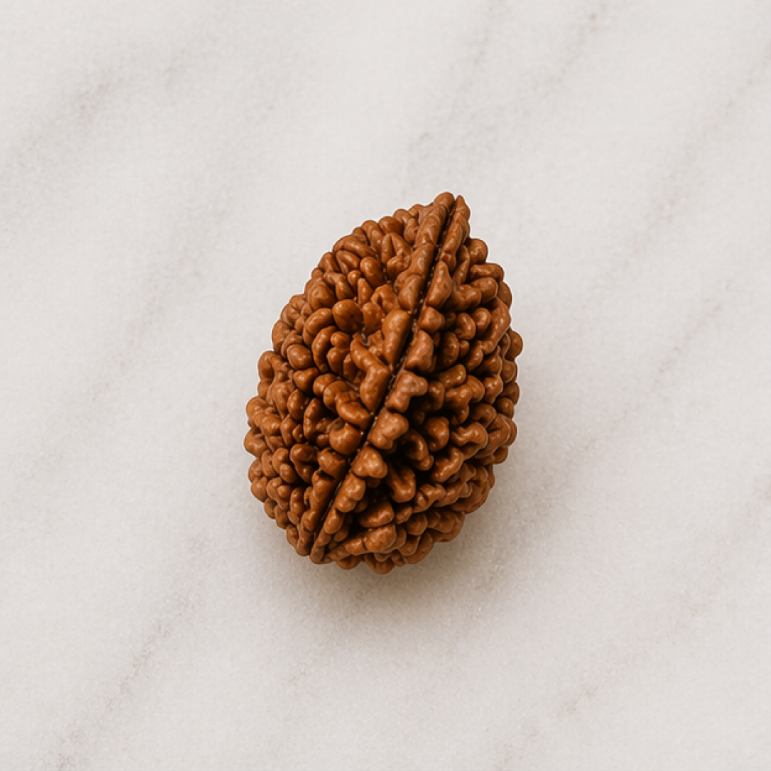 Original 2 Mukhi Rudraksha South Indian – Sacred Harmony Bead (Without Cap / Golden Cap / White Cap)