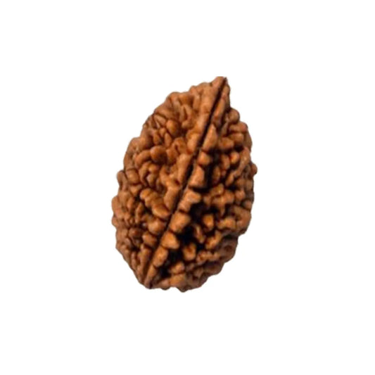 Original 2 Mukhi Rudraksha South Indian – Sacred Harmony Bead (Without Cap / Golden Cap / White Cap)