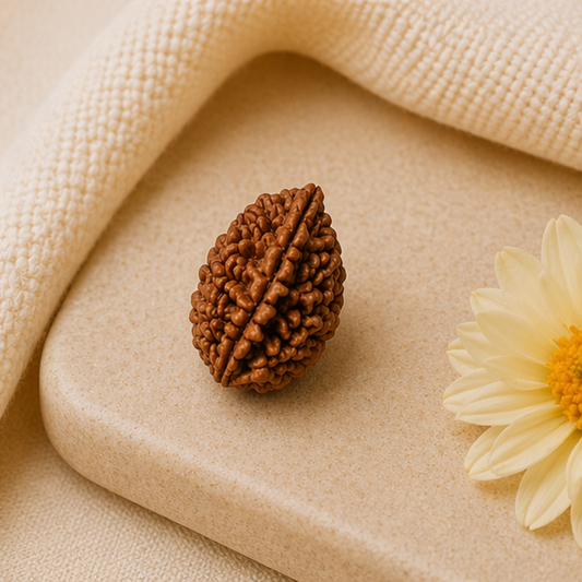 Original 2 Mukhi Rudraksha South Indian – Sacred Harmony Bead (Without Cap / Golden Cap / White Cap)