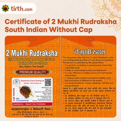 Original 2 Mukhi Rudraksha South Indian – Sacred Harmony Bead (Without Cap / Golden Cap / White Cap)