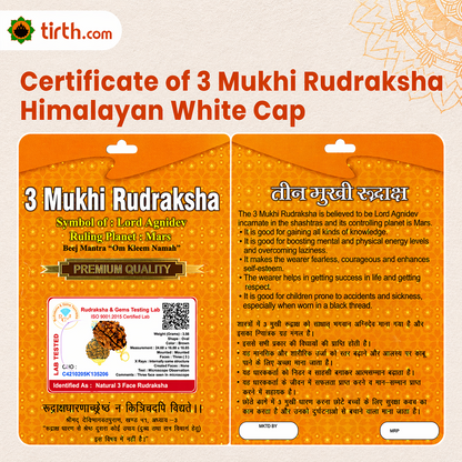 Original 3 Mukhi Rudraksha Himalayan – Agni Shakti Transformation Bead (Without Cap / Golden Cap / White Cap)