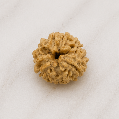 Original 3 Mukhi Rudraksha Himalayan – Agni Shakti Transformation Bead (Without Cap / Golden Cap / White Cap)