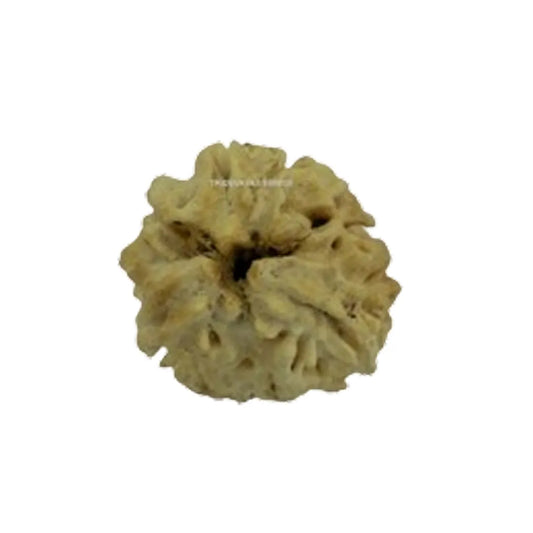 Original 3 Mukhi Rudraksha Himalayan – Agni Shakti Transformation Bead (Without Cap / Golden Cap / White Cap)