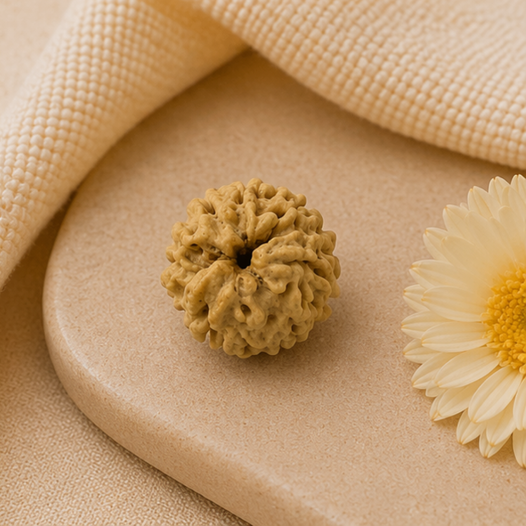 Original 3 Mukhi Rudraksha Himalayan – Agni Shakti Transformation Bead (Without Cap / Golden Cap / White Cap)