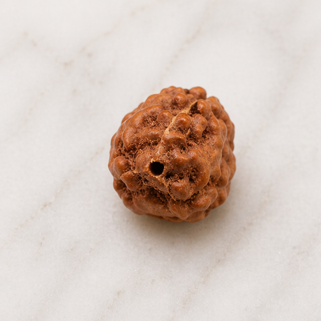 Original 3 Mukhi Rudraksha Java Without Cap – Agni Shakti Bead for Confidence & Karmic Cleansing
