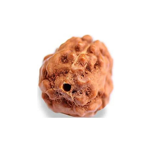 Original 3 Mukhi Rudraksha Java Without Cap – Agni Shakti Bead for Confidence & Karmic Cleansing