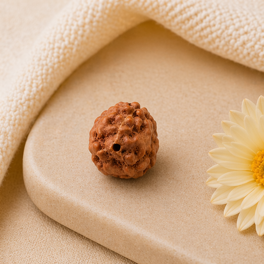 Original 3 Mukhi Rudraksha Java Without Cap – Agni Shakti Bead for Confidence & Karmic Cleansing