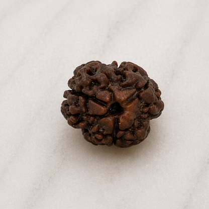 Original 3 Mukhi Rudraksha Nepali – Agni Shakti Power Bead (Without Cap / Golden Cap / White Cap)