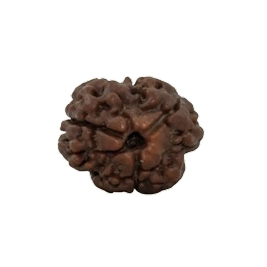 Original 3 Mukhi Rudraksha Nepali – Agni Shakti Power Bead (Without Cap / Golden Cap / White Cap)