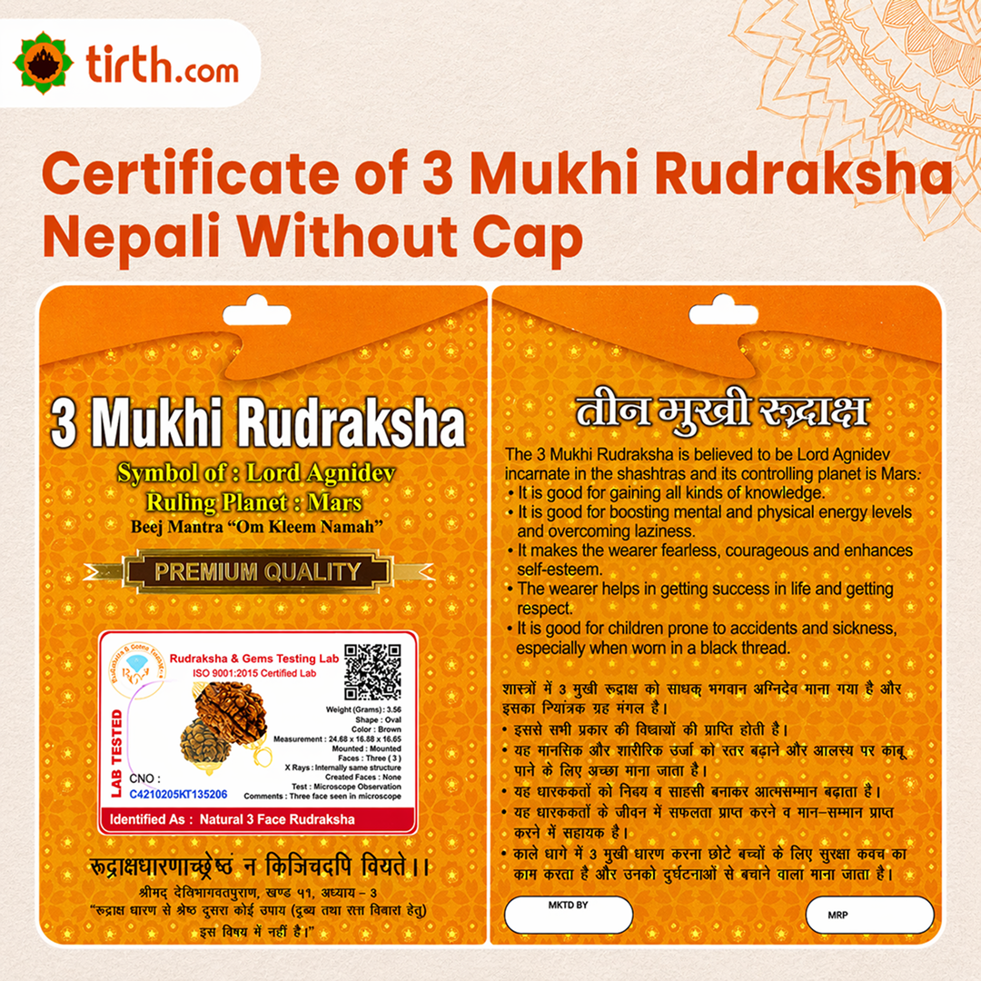 Original 3 Mukhi Rudraksha Nepali – Agni Shakti Power Bead (Without Cap / Golden Cap / White Cap)