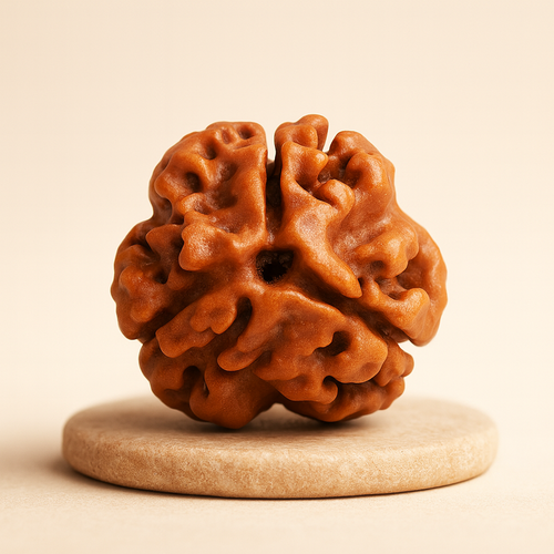 Tirth 3 Mukhi Rudraksha – Karmic Cleansing, Confidence & Energy Boost | Agni Dev Sacred Bead