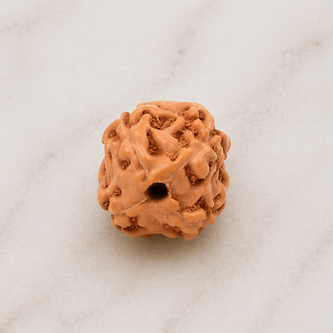 Original 4 Mukhi Rudraksha Java Without Cap – Knowledge & Creativity Bead