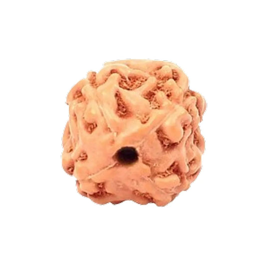 Original 4 Mukhi Rudraksha Java Without Cap – Knowledge & Creativity Bead