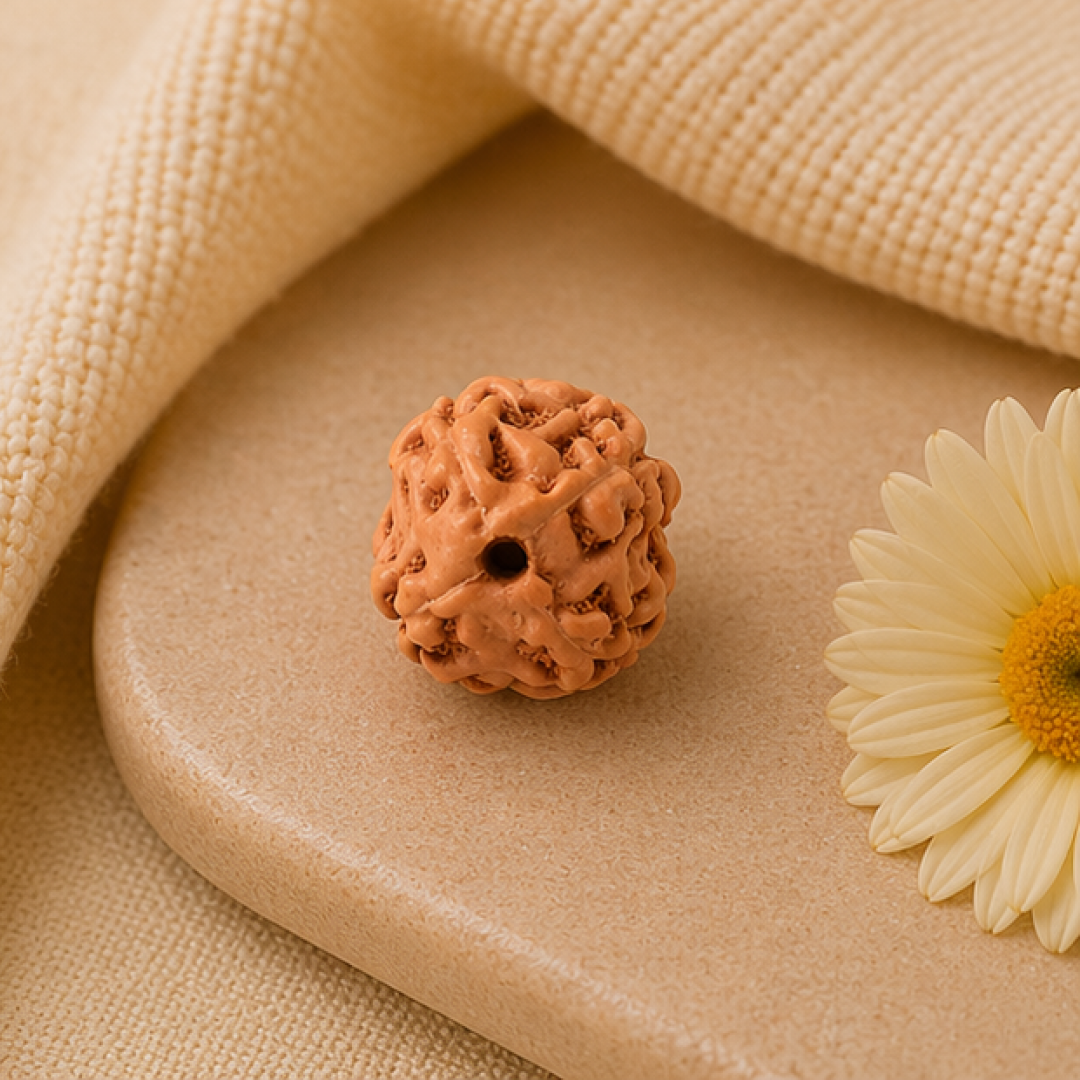 Original 4 Mukhi Rudraksha Java Without Cap – Knowledge & Creativity Bead