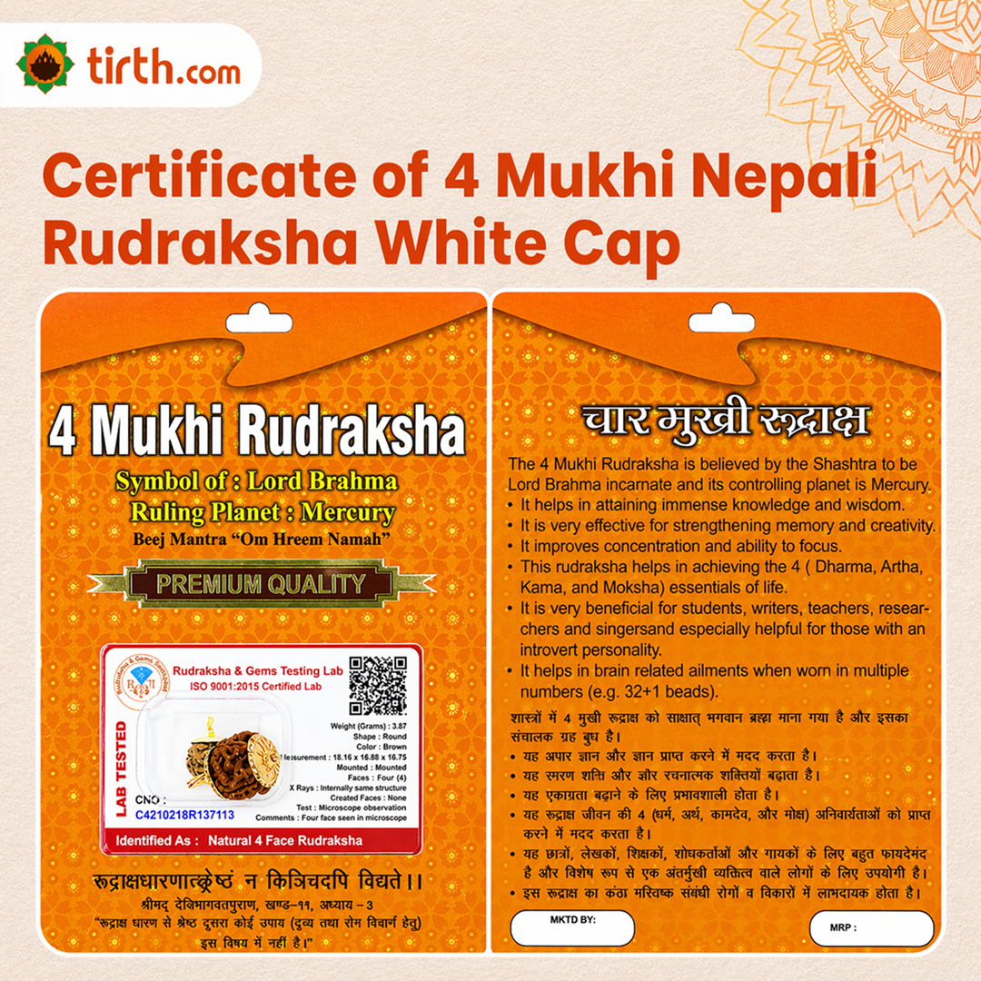 Original 4 Mukhi Rudraksha Nepali – Knowledge & Intellect Bead (Without Cap / Golden Cap / White Cap)