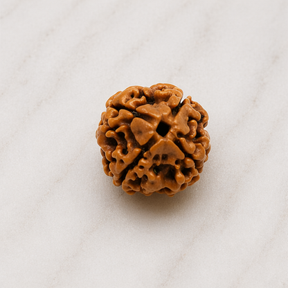 Original 4 Mukhi Rudraksha Nepali – Knowledge & Intellect Bead (Without Cap / Golden Cap / White Cap)