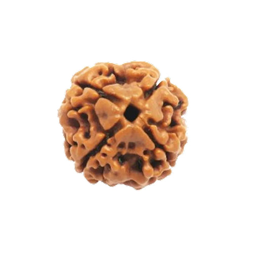 Original 4 Mukhi Rudraksha Nepali – Knowledge & Intellect Bead (Without Cap / Golden Cap / White Cap)