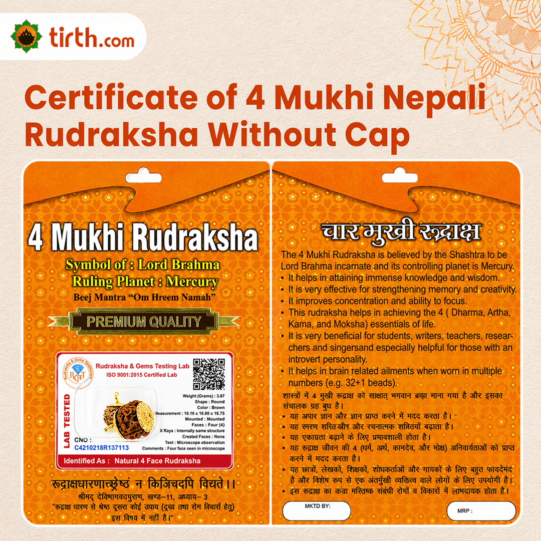 Original 4 Mukhi Rudraksha Nepali – Knowledge & Intellect Bead (Without Cap / Golden Cap / White Cap)