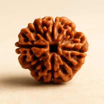 Tirth 4 Mukhi Rudraksha – Knowledge, Memory & Creativity Enhancer | Brahma Divine Wisdom Bead