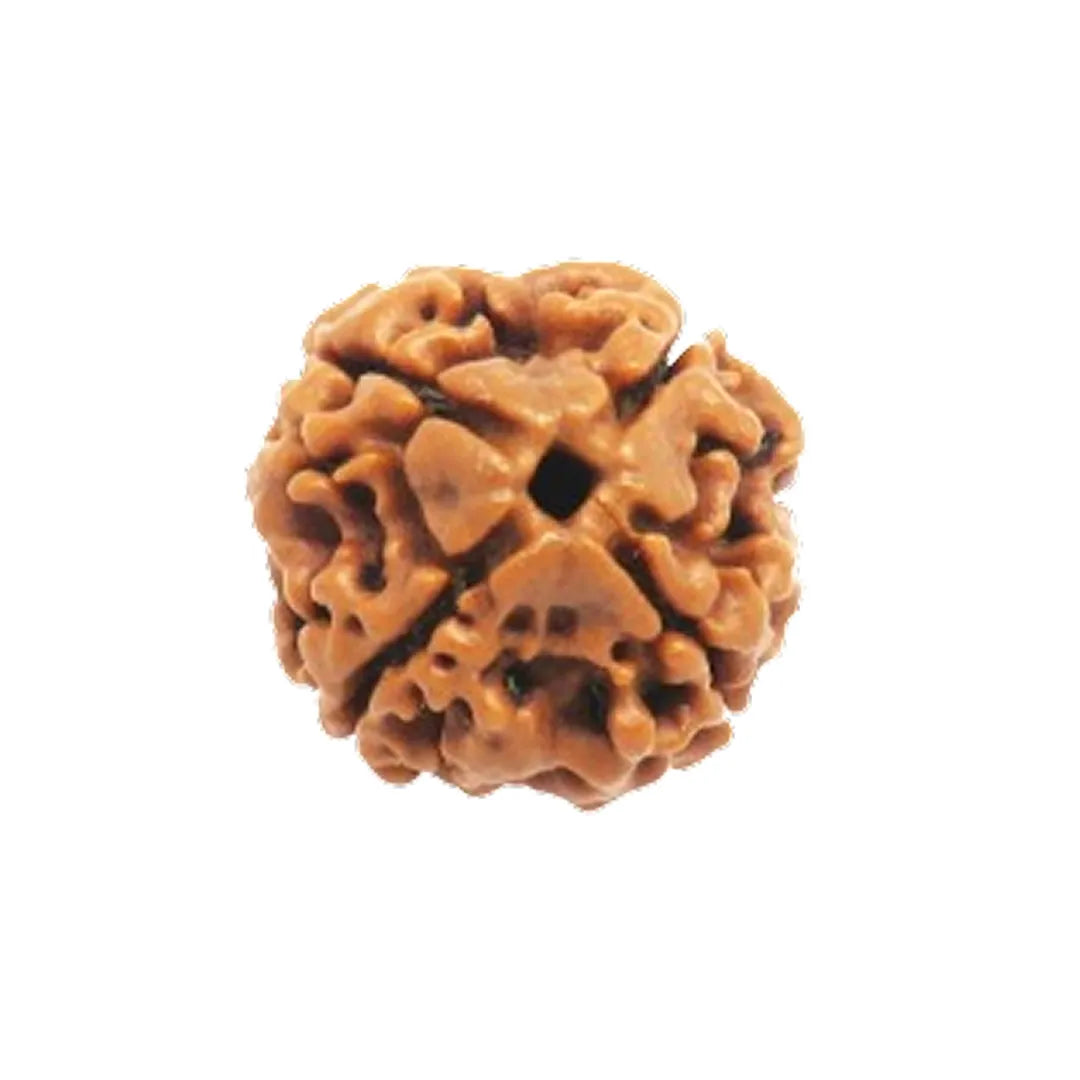 Original 4 Mukhi Rudraksha Nepali – Wisdom & Knowledge Bead (Without Cap / Golden Cap / White Cap)