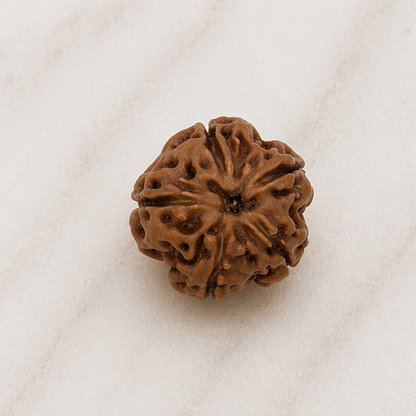 Original 5 Mukhi Rudraksha Java Without Cap – Kalagni Rudra Peace & Protection Bead