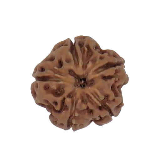 Original 5 Mukhi Rudraksha Java Without Cap – Kalagni Rudra Peace & Protection Bead