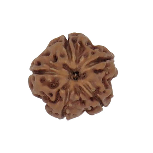 Original 5 Mukhi Rudraksha Java Without Cap – Kalagni Rudra Peace & Protection Bead