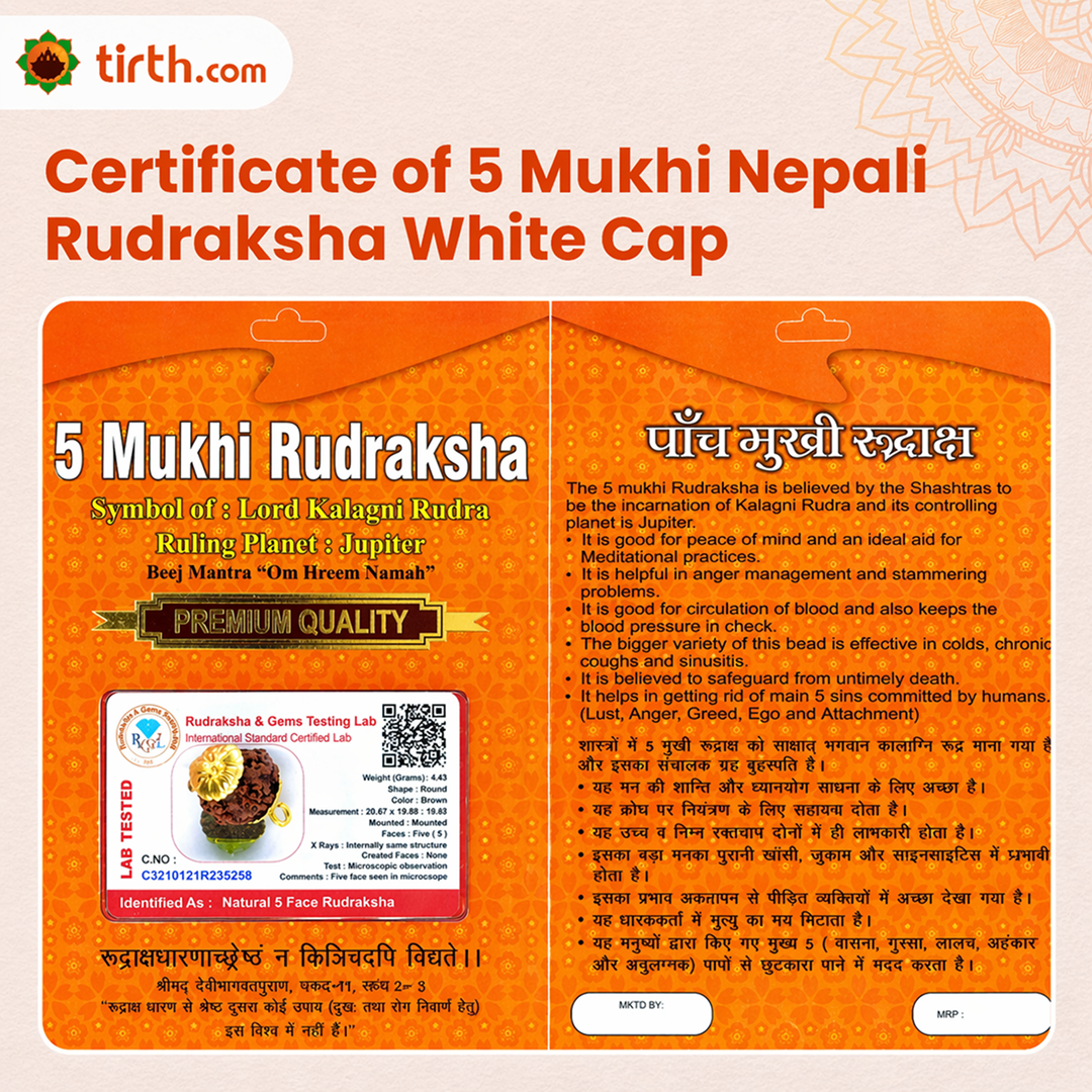 Original 5 Mukhi Rudraksha Nepali – Kalagni Rudra Protection & Peace Bead (Without Cap / Golden Cap / White Cap)